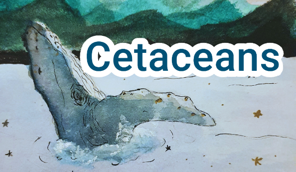 cetaceans