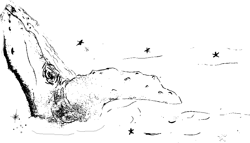 header image - line-art of the top half of a humpback whale.