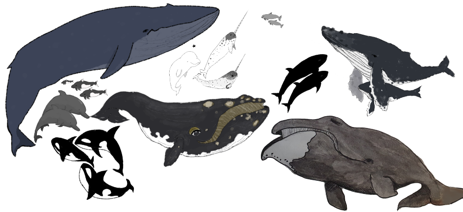 whales background